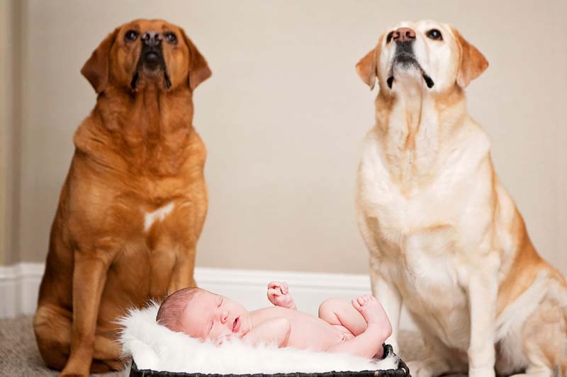 Newborn photos with dogs
