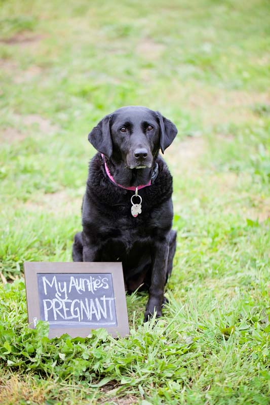 pregnancy announcement photos in Sonoma County