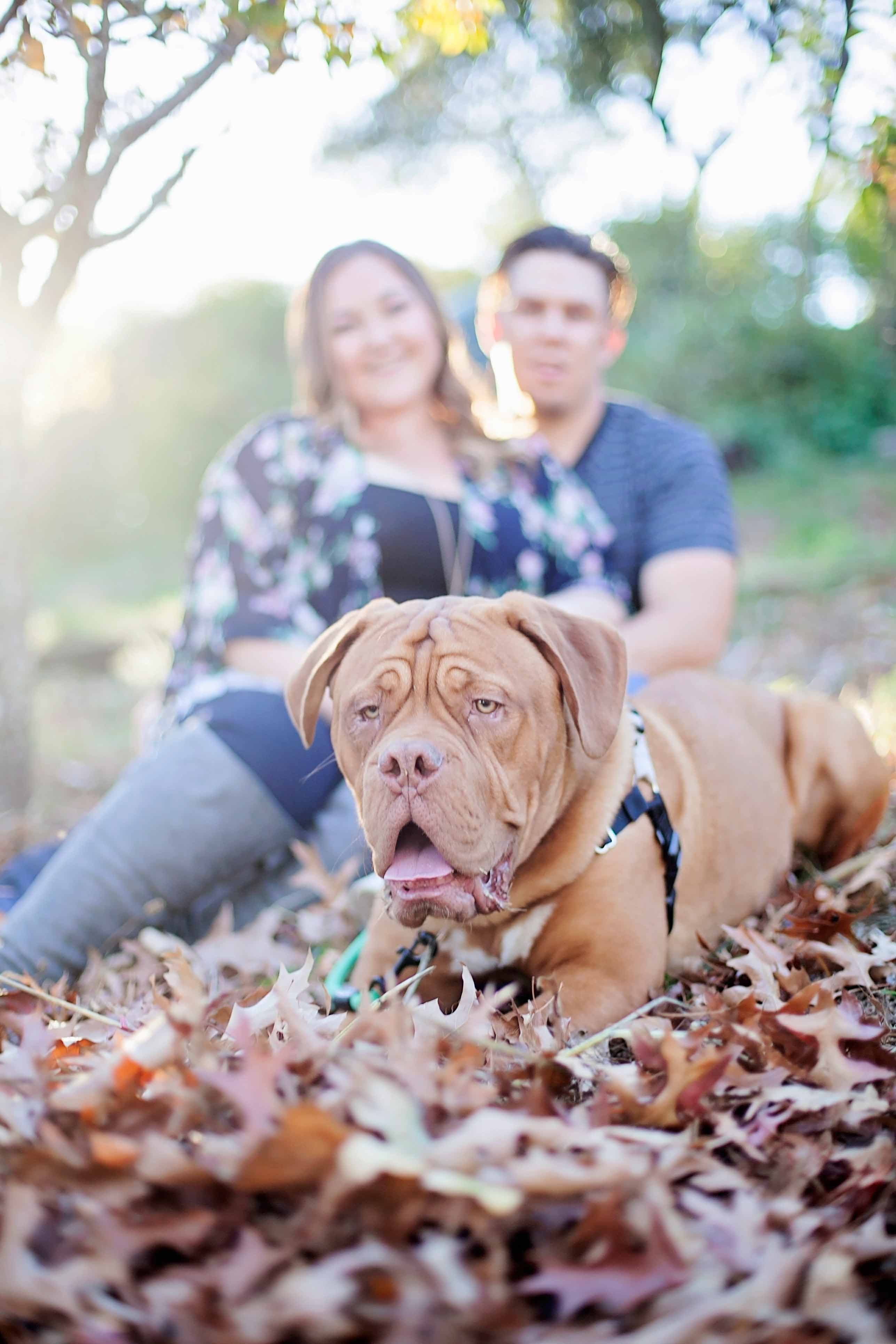 couples photos with dog sonoma county