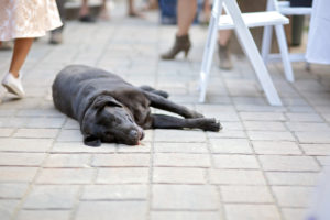 Annapolis wedding photographer